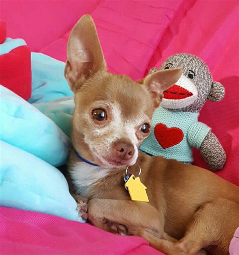 Chihuahua Puppies Rescue Ct Adopt 19012400223 ~ Chihuahua Rescue