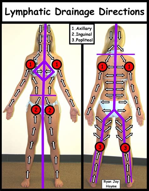 Lymphatic Drainage Directions With Images Lymphatic Drainage Massage Lymphatic Massage