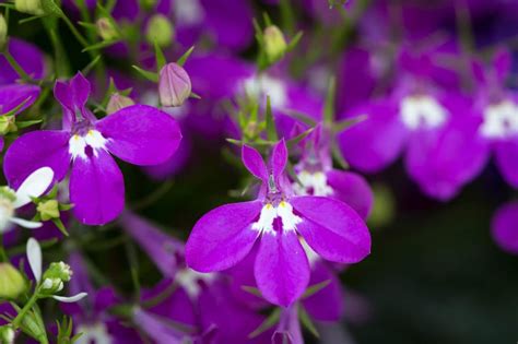 Or keep in container without hanging it at all. 17 Best Plants for Window Boxes for a Stunning Display in ...