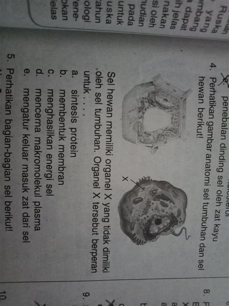 Sel tumbuhan memiliki ukuran lebih besar dibanding. sel hewan memiliki organel X yang tidak dimiliki oleh sel ...