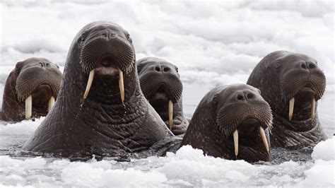 What S Next For Alaska S Stranded Walrus