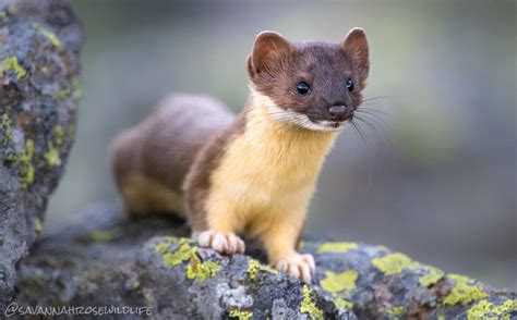 An Adorable Long Tailed Weasel In Yellowstone National Park Raww