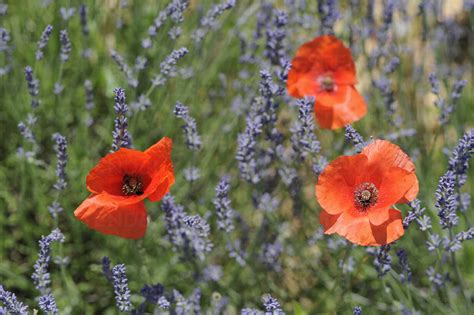 France Poppies In Lavender Field Stock Photo