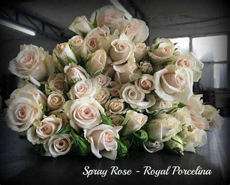 Spray Rose Royal Porcelinapm Bagala Bros Australia