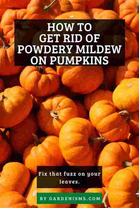 Temperatures between 60 and 80 °f (16 and 27 °c) are required for germination, along with relative humidity above 90 percent. How to Get Rid of Powdery Mildew on Pumpkins Fast ...