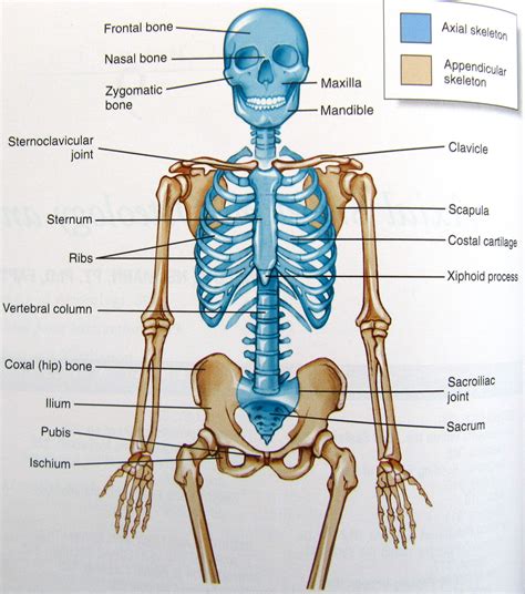 Axial Skeleton Axial Skeleton Human Organ Diagram Skeleton Anatomy