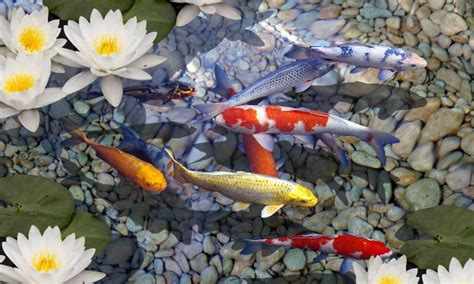 I enjoyed original koi pond. Koi Pond Live Wallpaper - WallpaperSafari