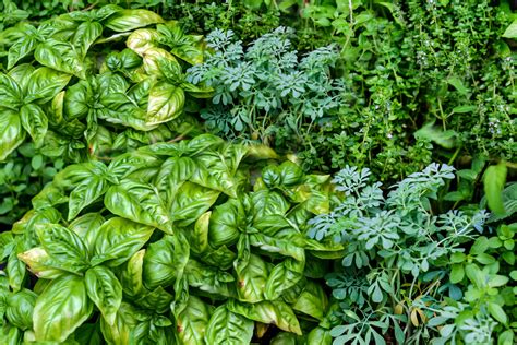 5 Best Perennial Herbs for Your Home Garden