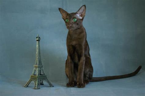 100 French Names For Cats Our Top Picks For Your Sophisticated Cat