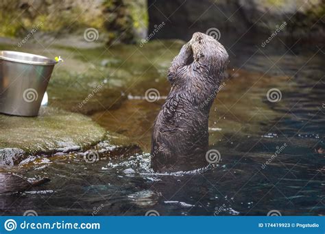 Sea Otter Feeding In Zoo Stock Image Image Of Color 174419923