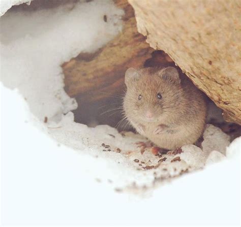The 10 Most Adorable Japanese Animals Ever! | Owlcation