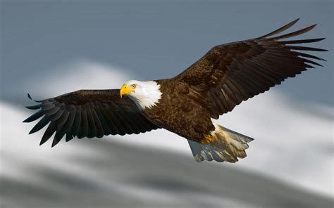 Flying Eagle Hd Desktop Wallpapers Wallpaper Cave