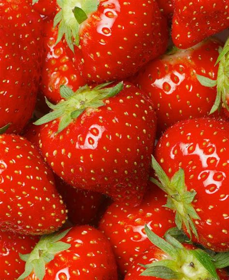 Local Organic Strawberries Florida Fields To Forks