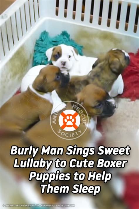 Dogs and puppies cats and kittens horses rabbits birds snakes. Burly Man Sings Sweet Lullaby to Cute Boxer Puppies to ...
