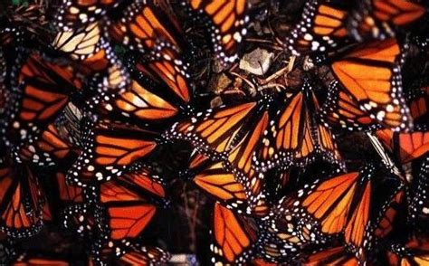 Monarch Butterfly Decline Linked To Spread Of Gm Crops New Study