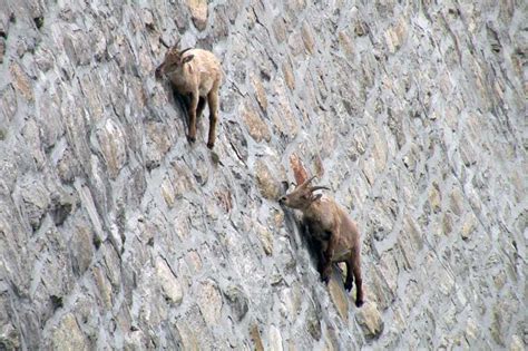 Climbing Mountain Goat Mountain Goats Climbing The Stock Photos