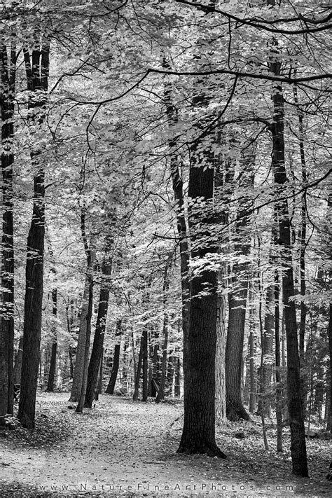 Black And White Trees Ubicaciondepersonascdmxgobmx