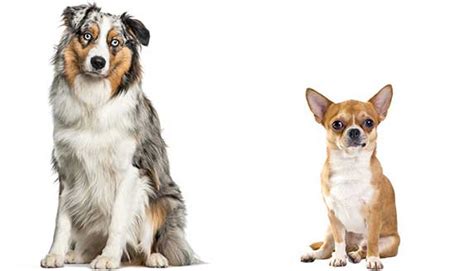 7 Things To Know About Chihuahua Australian Shepherd Mix Zooawesome
