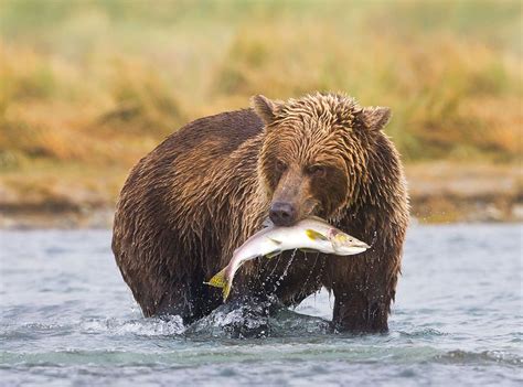 Coastal Brown Bear In A River During Salmon Spawning Run Bear Fishing