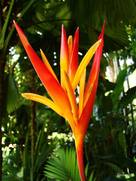 Tropical Flowers Series Orange Heliconia By Peacem Redbubble