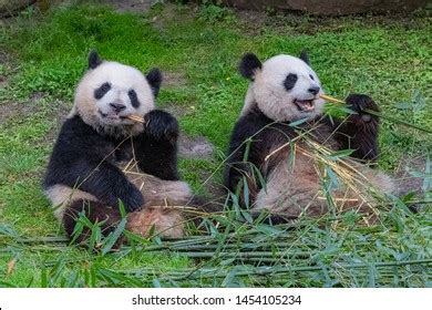 7 Panda Eats Her Son Stock Photos, Images & Photography | Shutterstock