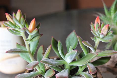 Colouring can range from white to orange, and pink to red. The Succulent and Cactus Lady (that's me!): April 2015