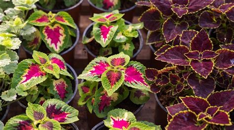 15 Tips For Growing Coleus Plants In Containers Or Pots