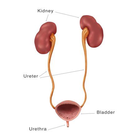 Kidneys Ureter & Urinary Bladder Illustration Stretched Canvas - Monica SchroederScience Source ...