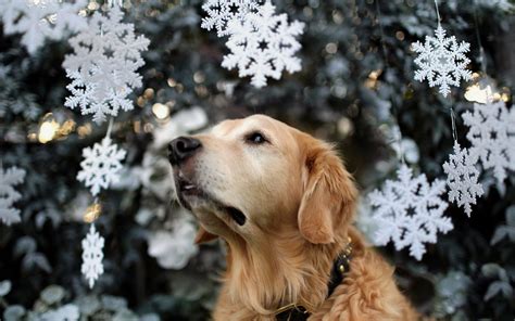 Dog Tree Holiday Christmas Snow Wallpaper 1920x1200