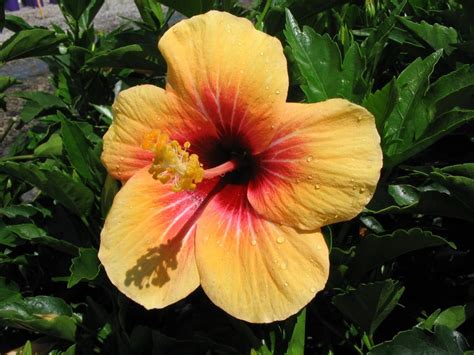 The fifth most popular flower in the world, the gerbera daisy comes in a full rainbow of colors, including pink, orange, yellow and red. Hibiscus Cuban Variety 175mm Pot - Dawsons Garden World