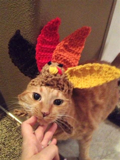 14 Cats Dressed As Thanksgiving Cat Day Cat Dresses Cute Cats