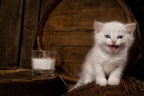 Children learn best by example. Can Kittens Drink Cow's Milk? - Catster
