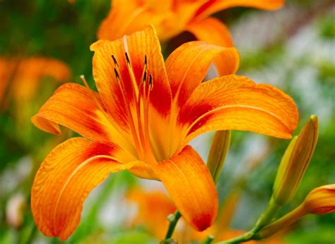 Growing Daylilies When Where And How To Plant Daylily Flowers
