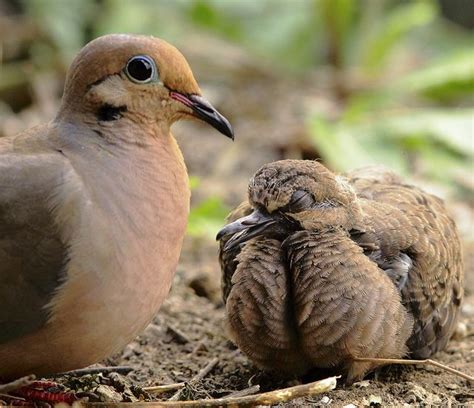 Mother And Baby Mourning Dove Birds Of A Feather Mourning Dove