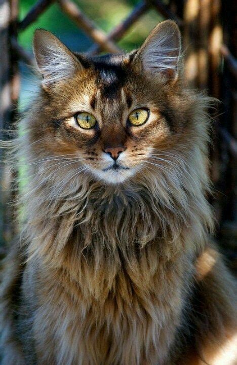 So Very Beautiful😺 Norwegian Forest Cat Beautiful Cats Forest Cat
