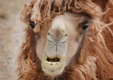 If a camel uses the fat inside the hump, the hump will become limp and droop down. 25 Very Funny Camel Pictures