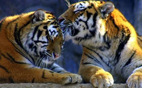 Wallpaper Animals Photo Picture Cute Couple Tigers Feelings