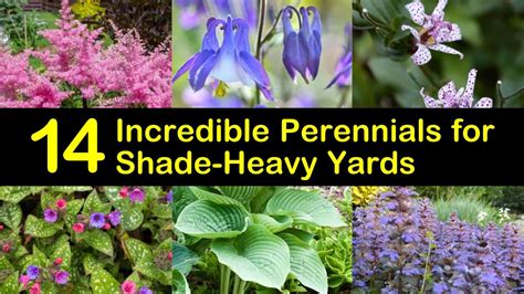 14 Incredible Perennials For Shade Heavy Yards