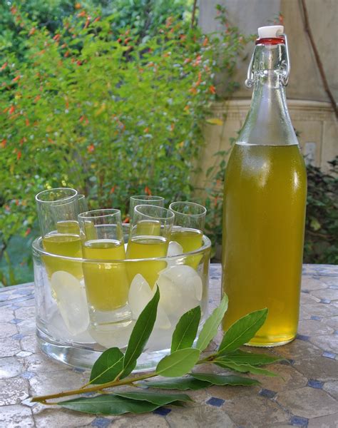 * laurus nobilis, is a culinary herb often used to flavor soups, stews. It's green!! - Liquore Alloro (Bay Leaf Liqueur) - Our ...