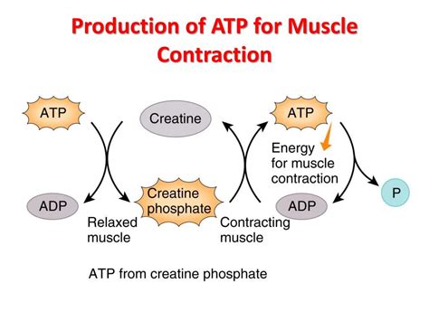 Ppt Histology Of Muscle Powerpoint Presentation Free Download Id