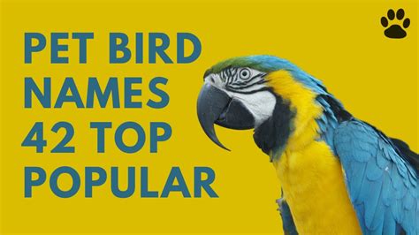 🦜 Pet Bird Names 42 Top Popular And Best Names Youtube