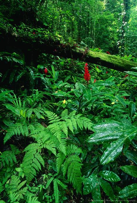 Tropical Rainforest Plants List