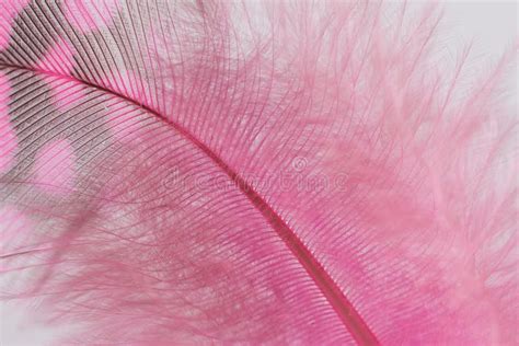 Single Pink Guinea Feather Macro Background Stock Photo Image Of