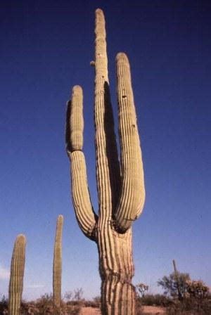 (i) it has long roots that go deep inside the soil for absorbing water. Saguaro Cactus - Organ Pipe Cactus National Monument (U.S ...