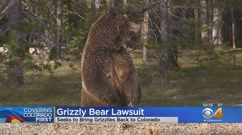 Grizzly Bear Protections In Colorado 6 Other States To Be Reviewed