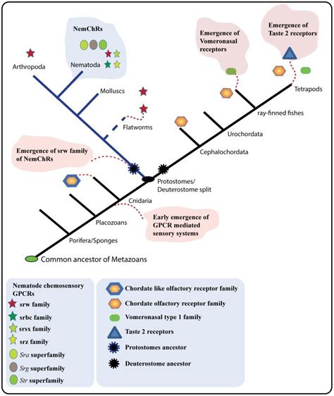 The Eukaryotic Evolutionary Tree Is Constructed With References From Download Scientific