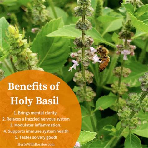 Health Benefits Of Tulsi Tulsi Healing Herbs Health