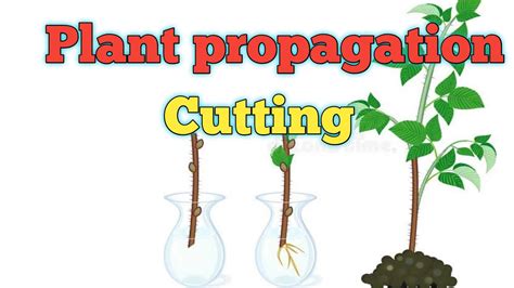 Vegetative Propagation By Cutting।।propagation By Cutting Youtube