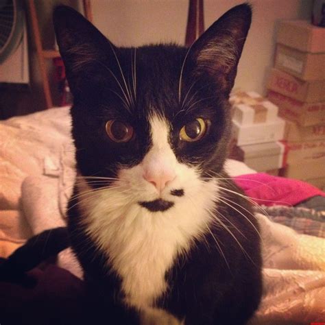 This Is My Cat Mitzi And What My Friends Call Her Half Stache Cute
