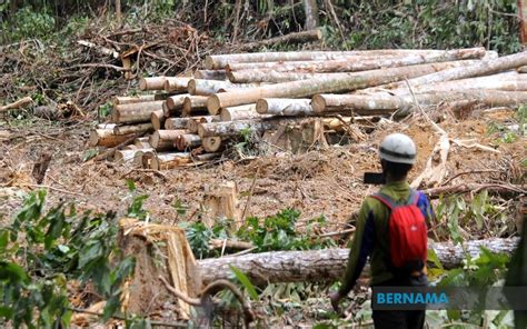 Thoughts Bernama Stop Illegal Logging Once And For All To Minimise